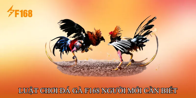 Luật Chơi Đá Gà F168 Người Mới Cần Biết Luật Chơi Đá Gà F168 Người Mới Cần Biết